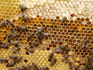Bijen op honingraat